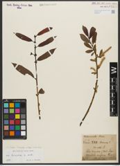 Foto von Salix triandra subsp. triandra L.